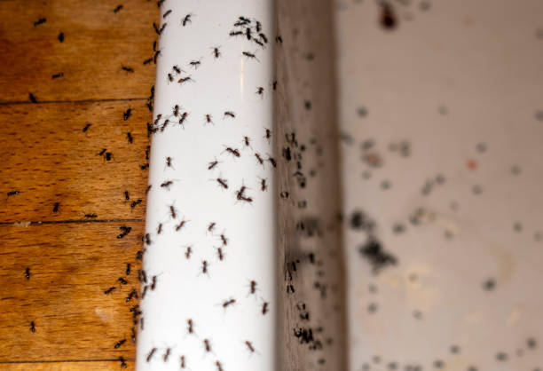 Best Commercial Pest Control Services  in Rose Hill, VA