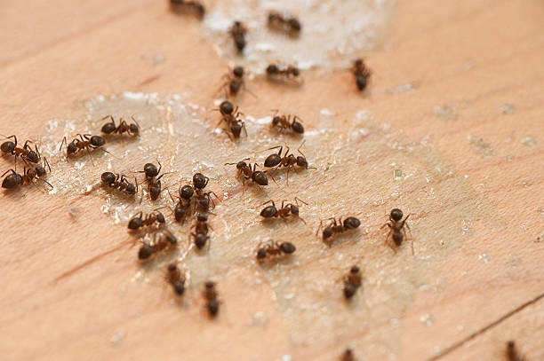 Best Best Pest Control Companies  in Rose Hill, VA