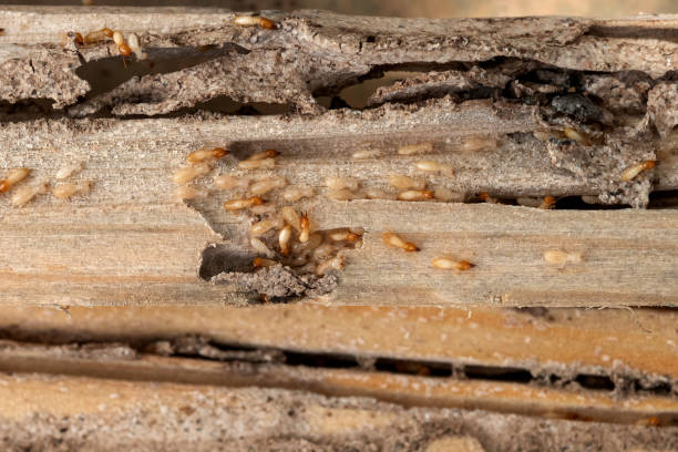 Spider Control Near Me in Rose Hill, VA