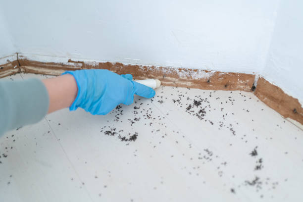 Professional Pest Control in Rose Hill, VA